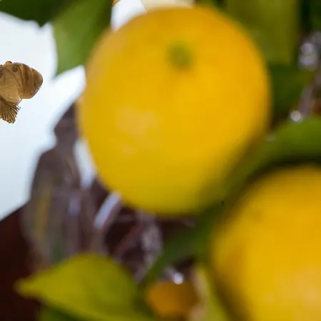 ブルー シンフォニー オールド タウン